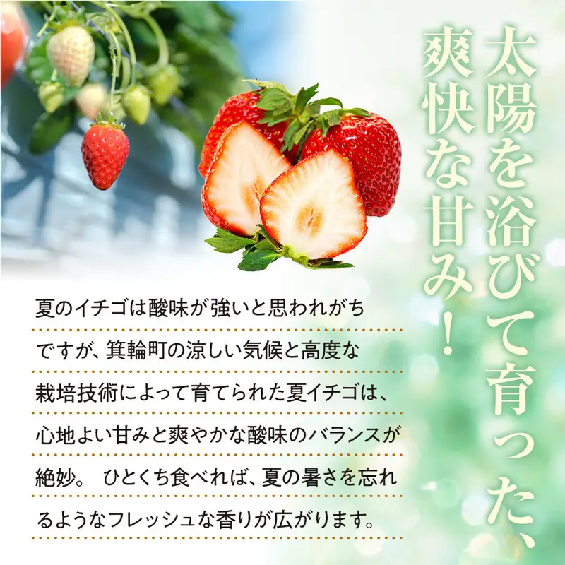 いちご　夏いちご　夏秋いちご詰め合わせ
