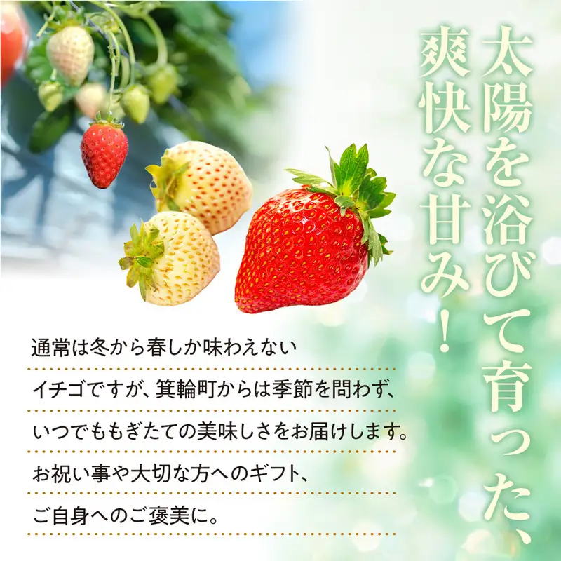 紅白イチゴ　白いちご　夏いちご　いちご詰め合わせ