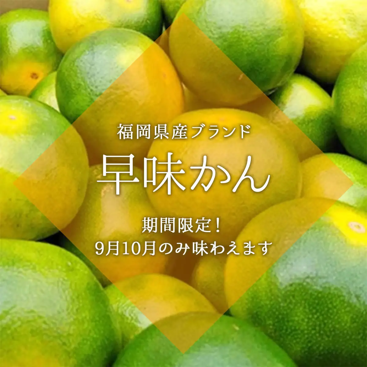 【先行予約】福岡限定!オリジナルブランドみかん「早味かん」約2kg(篠栗町)【NF003】