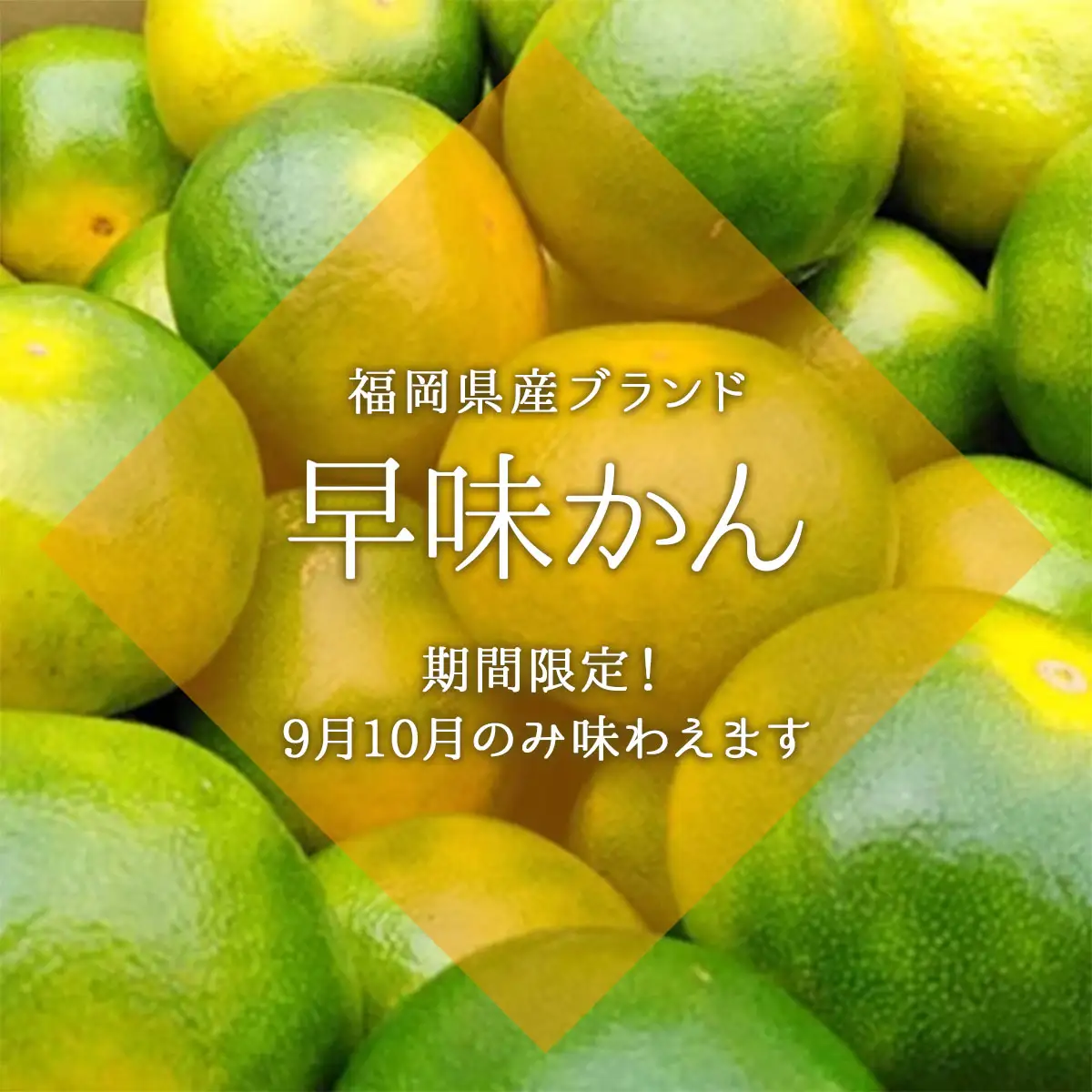 【先行予約】福岡限定!オリジナルブランドみかん「早味かん」約4kg(篠栗町)【NF004】
