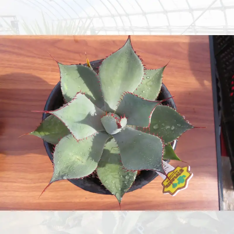 【 アガベ 】 多肉植物  グアダラハラナ ガーデニング agave 数量限定 園芸 植物 アガベ 鹿嶋市 