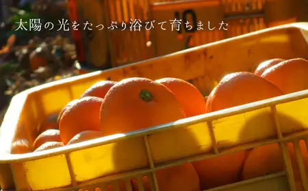 【訳あり】熊本県産 温州みかん 約16kg 味采市場