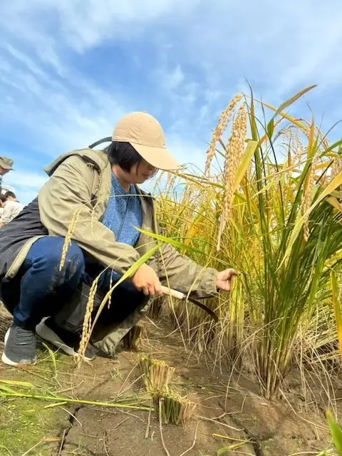 米 山田錦 玄米 10kg 産地直送