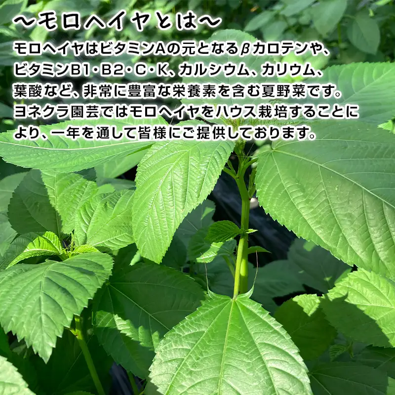 初穫れハウスモロヘイヤ 100g×10袋 ネバネバ 高栄養価（βカロテン/各種ビタミン/カルシウム/カリウム/葉酸など) 定番おひたし 和洋中の各種スープ 色んなお料理のソースにも 野菜 ねばねば
