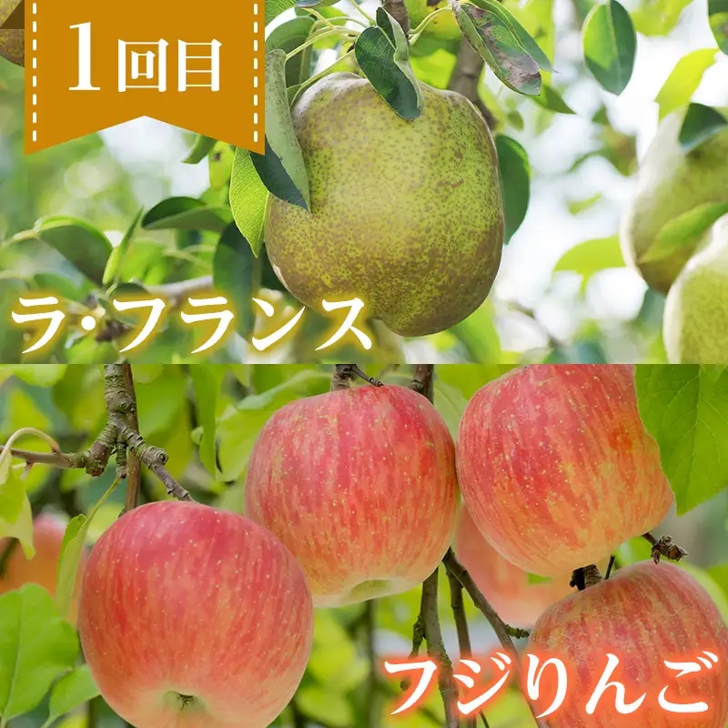 【定期便4回】ノノハナフルーツ 笑顔花咲く 食べ切り定期便  FY26-232