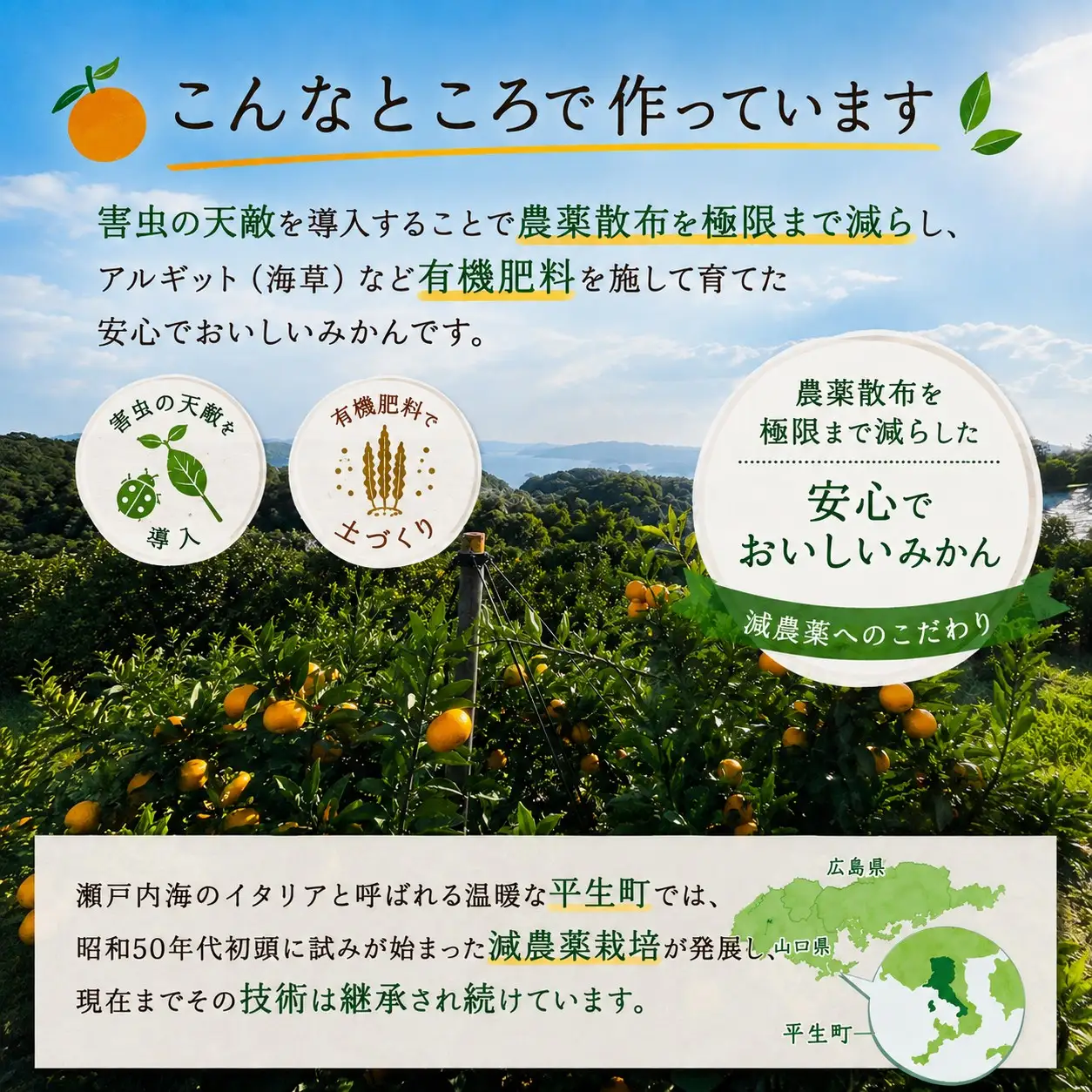  先行予約 年内発送 ふくちゃんちのみかん サイズミックス 約5kg  令和8年12月初旬～順次発送