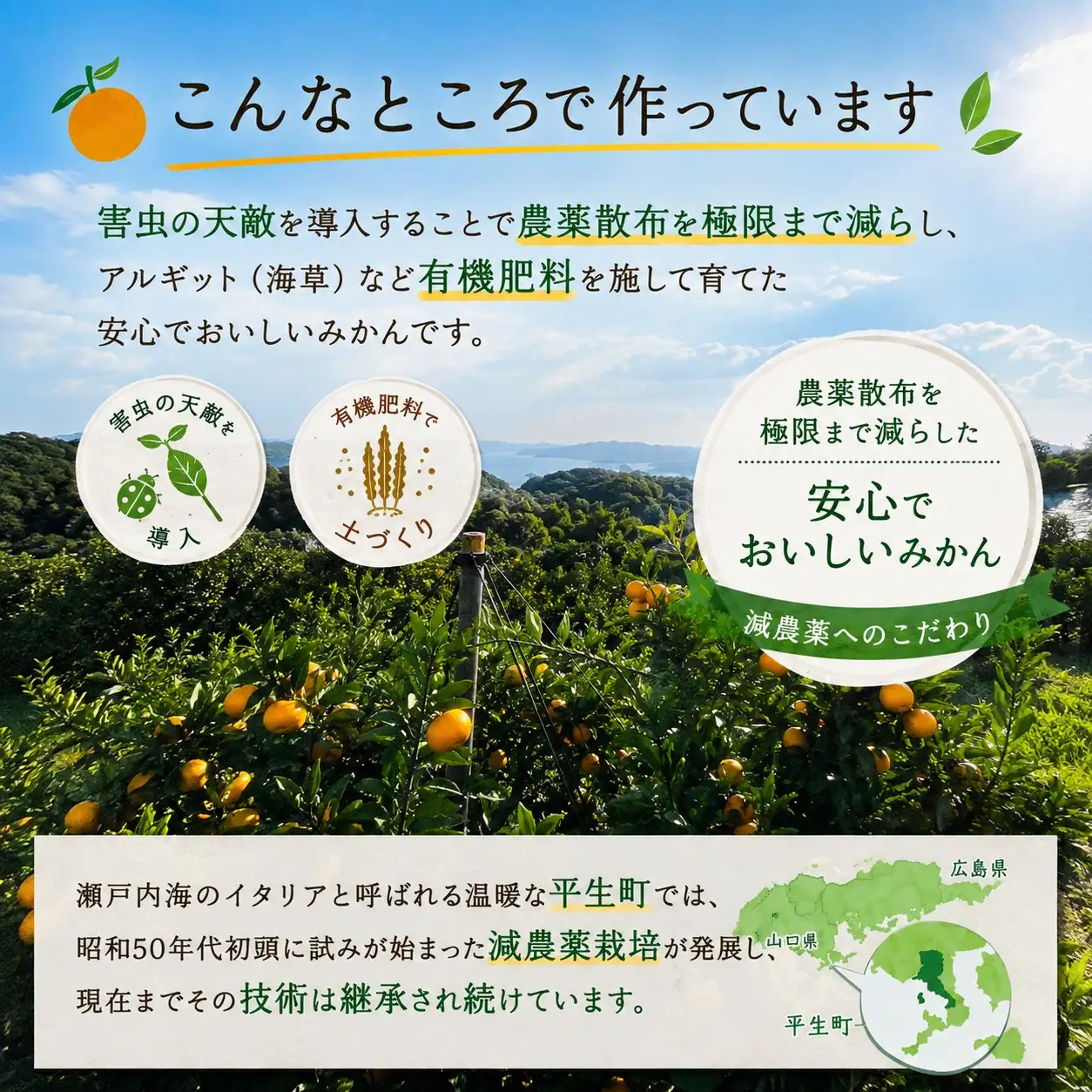  先行予約 年内発送 ふくちゃんちのみかん サイズミックス 約10kg  令和8年12月初旬～順次発送