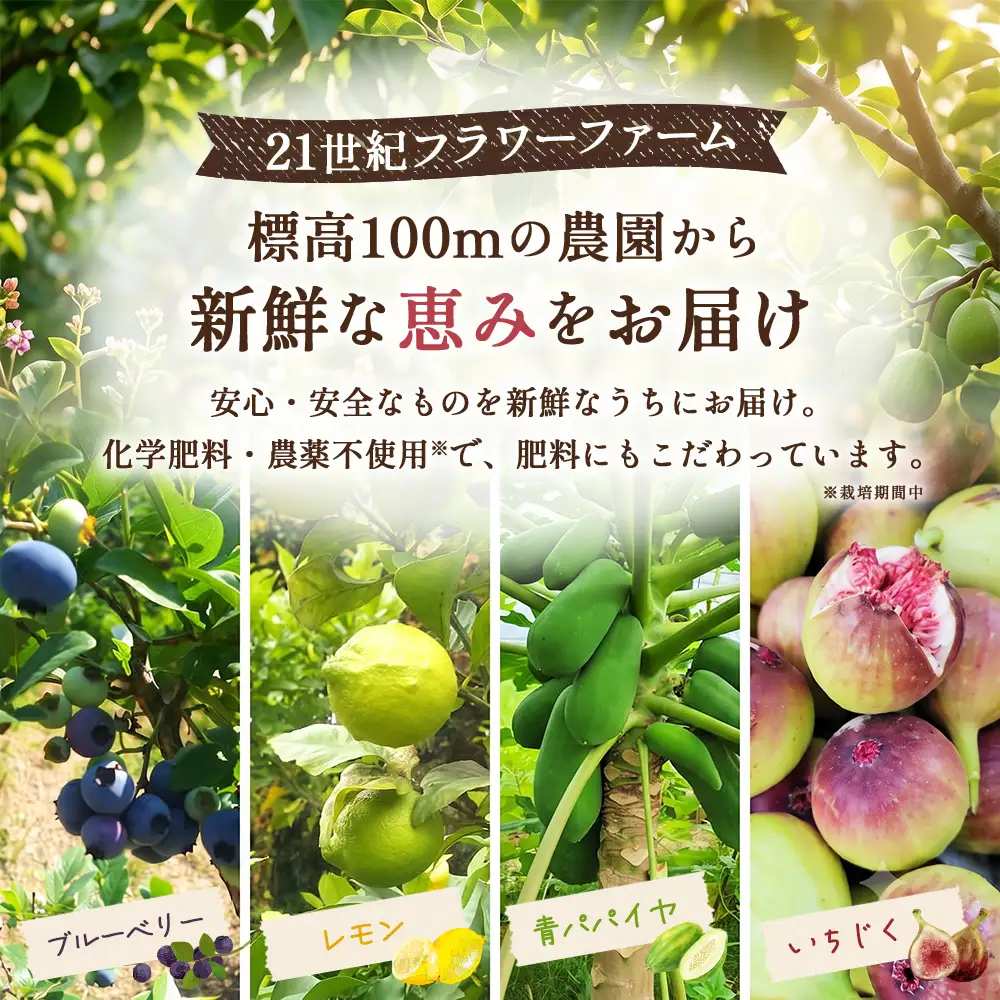 くるまきシフォン（ブルーベリー）　20cm ／ シフォンケーキ ブルーベリー ふわふわ食感 甘さ控えめ 添加物不使用 農薬不使用 有機肥料 エコやまぐち100 山口県産 No.242-01