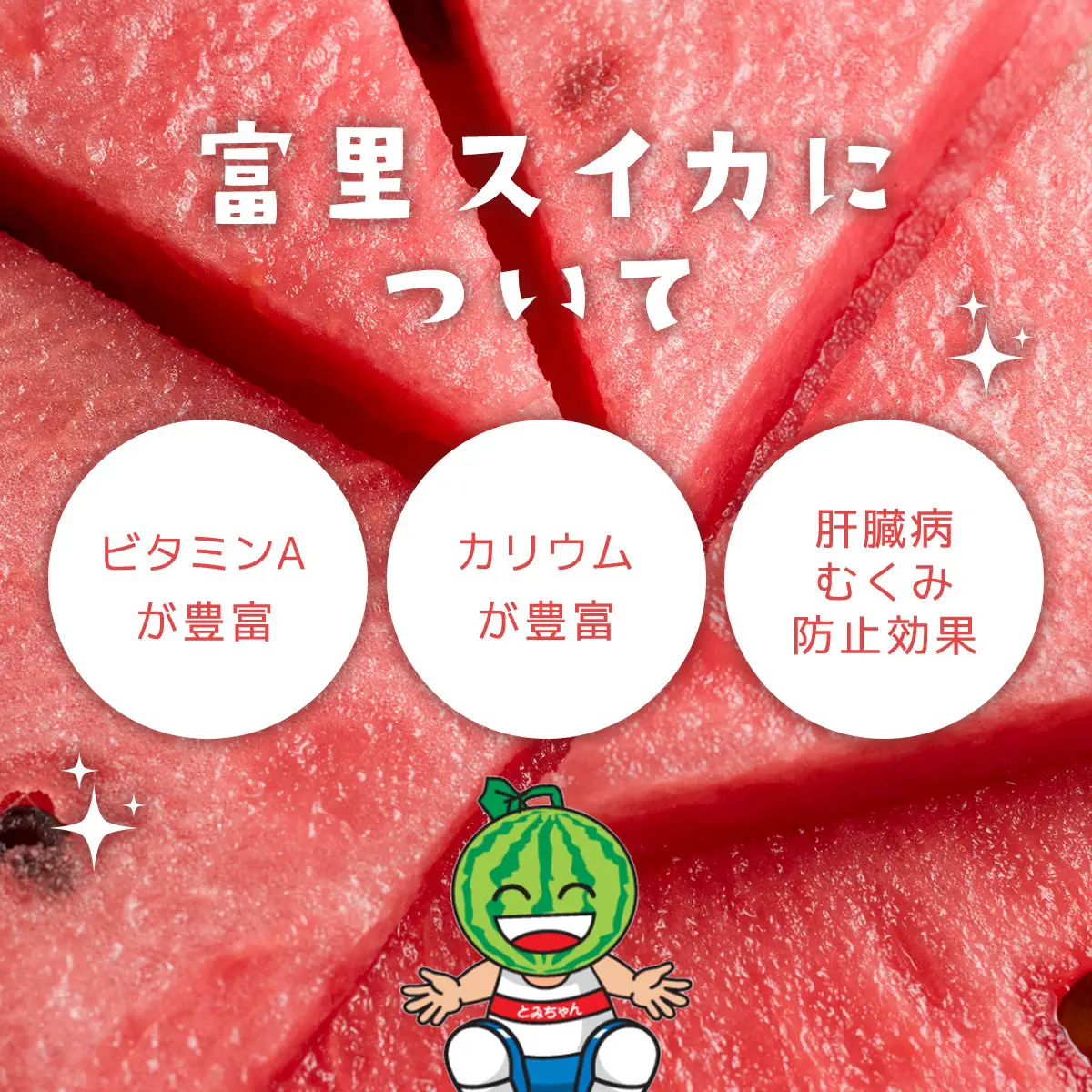 【期間限定】富里秋スイカ ２L １玉 / すいか スイカ 西瓜 千葉県 富里市 果物 フルーツ 採れたて とれたて 産地直送 農家直送 千葉県産 ちば 千葉すいか 千葉スイカ 富里 富里すいか 富里スイカ 甘い あまい 美味しい おいしい 大玉 大玉すいか 大玉スイカ TMF012