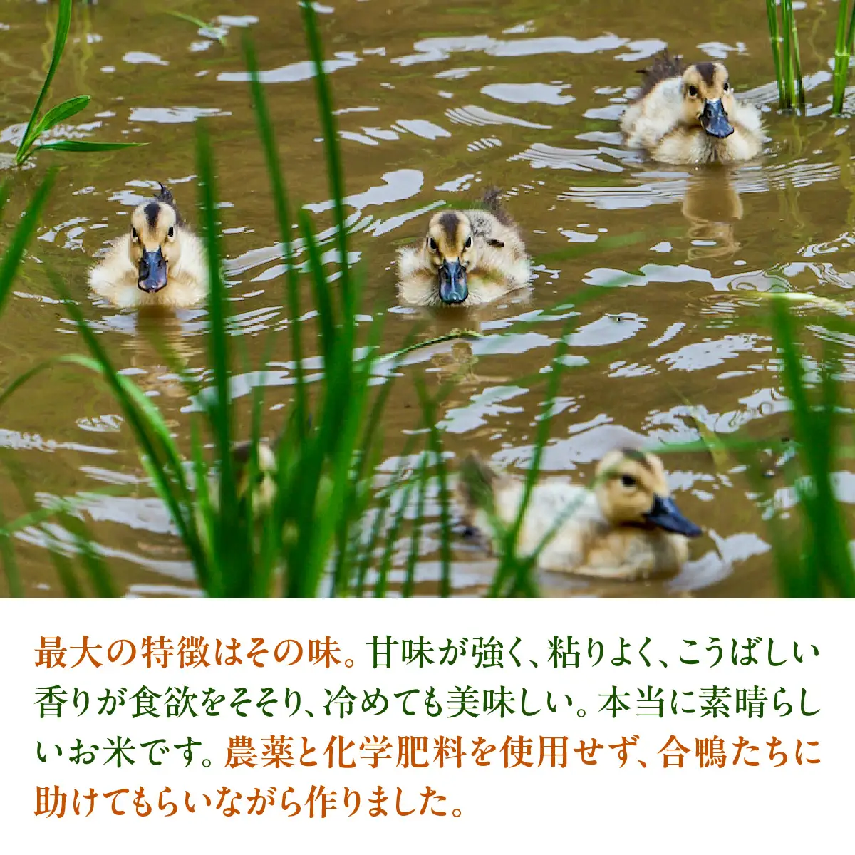【2026年11月以降発送】いのちの壱・玄米4.5kg（農薬化学肥料不使用）TAKAF002