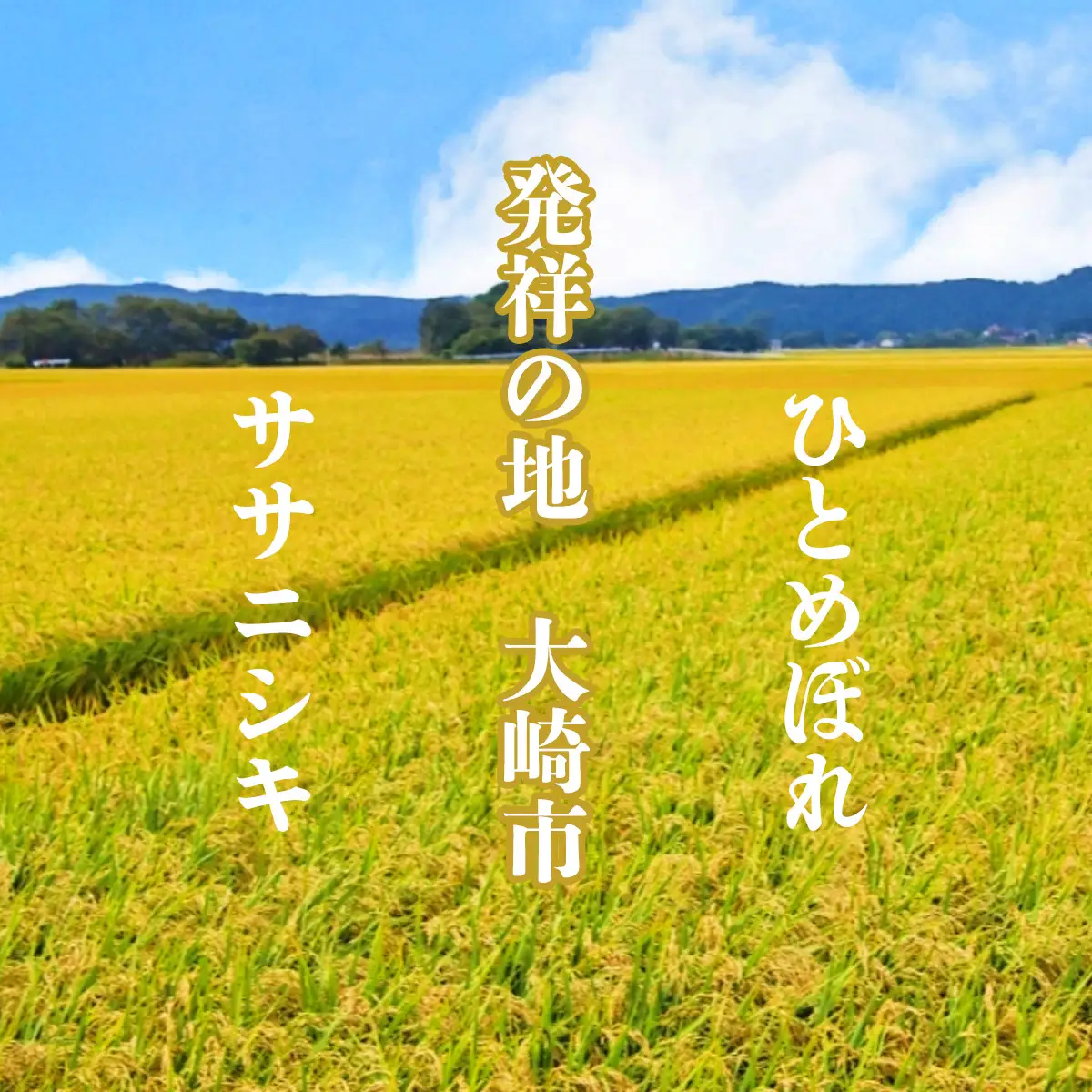 新米 ひとめぼれ 5kg 新米 【先行予約】