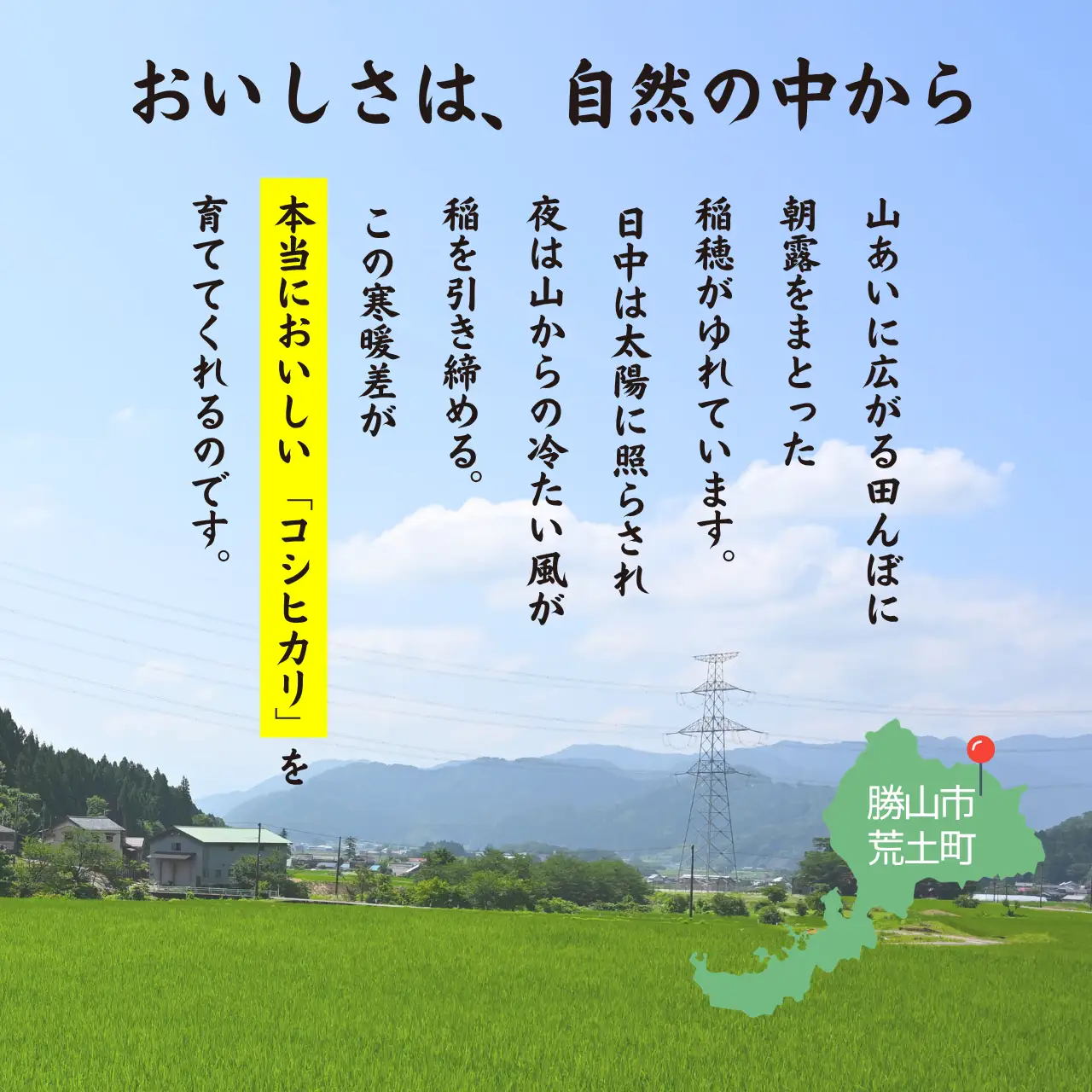 精米 奥越産コシヒカリ10㎏（精米 5㎏×2）先行予約