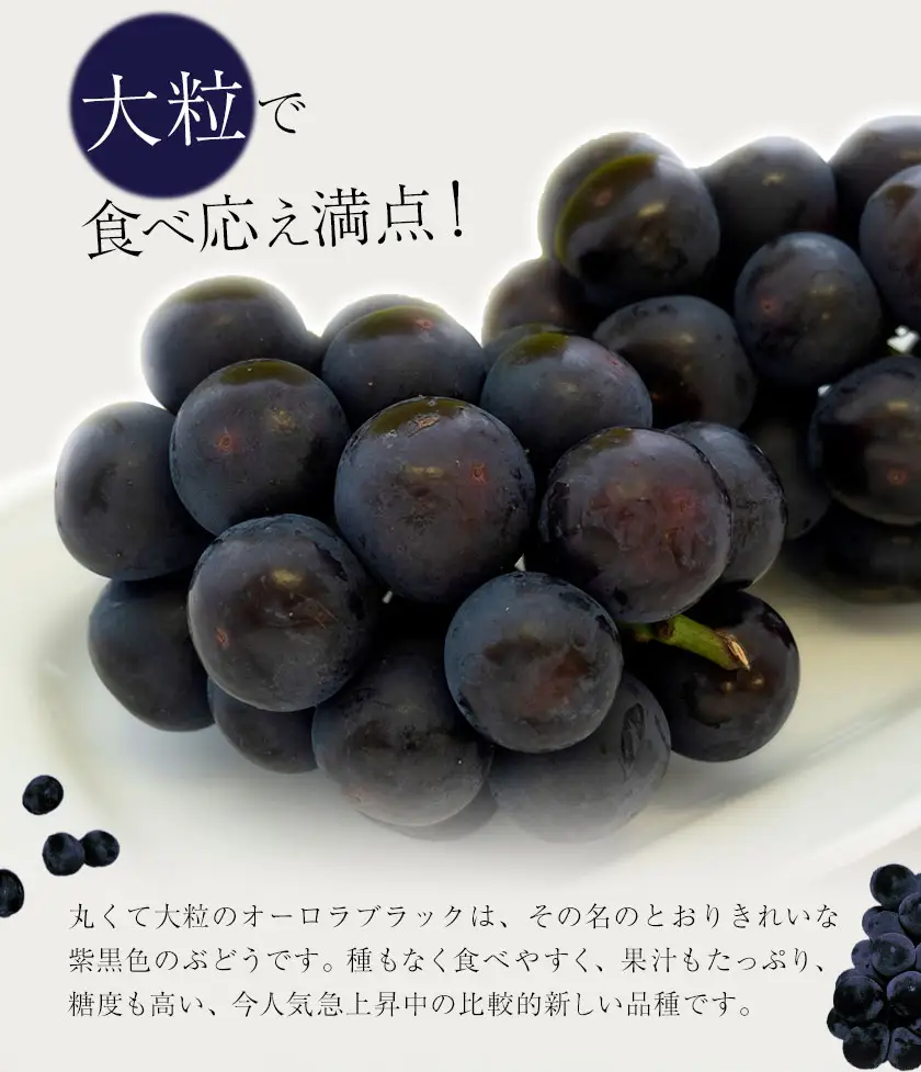 【2027年先行予約】岡山県産 ご家庭用 オーロラブラック 2～3房 約1.2kg【配送不可地域：離島】