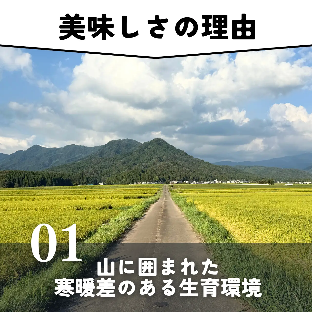 米 2026年産新米 コシヒカリ 勝山産 10kg（精米）【先行予約】