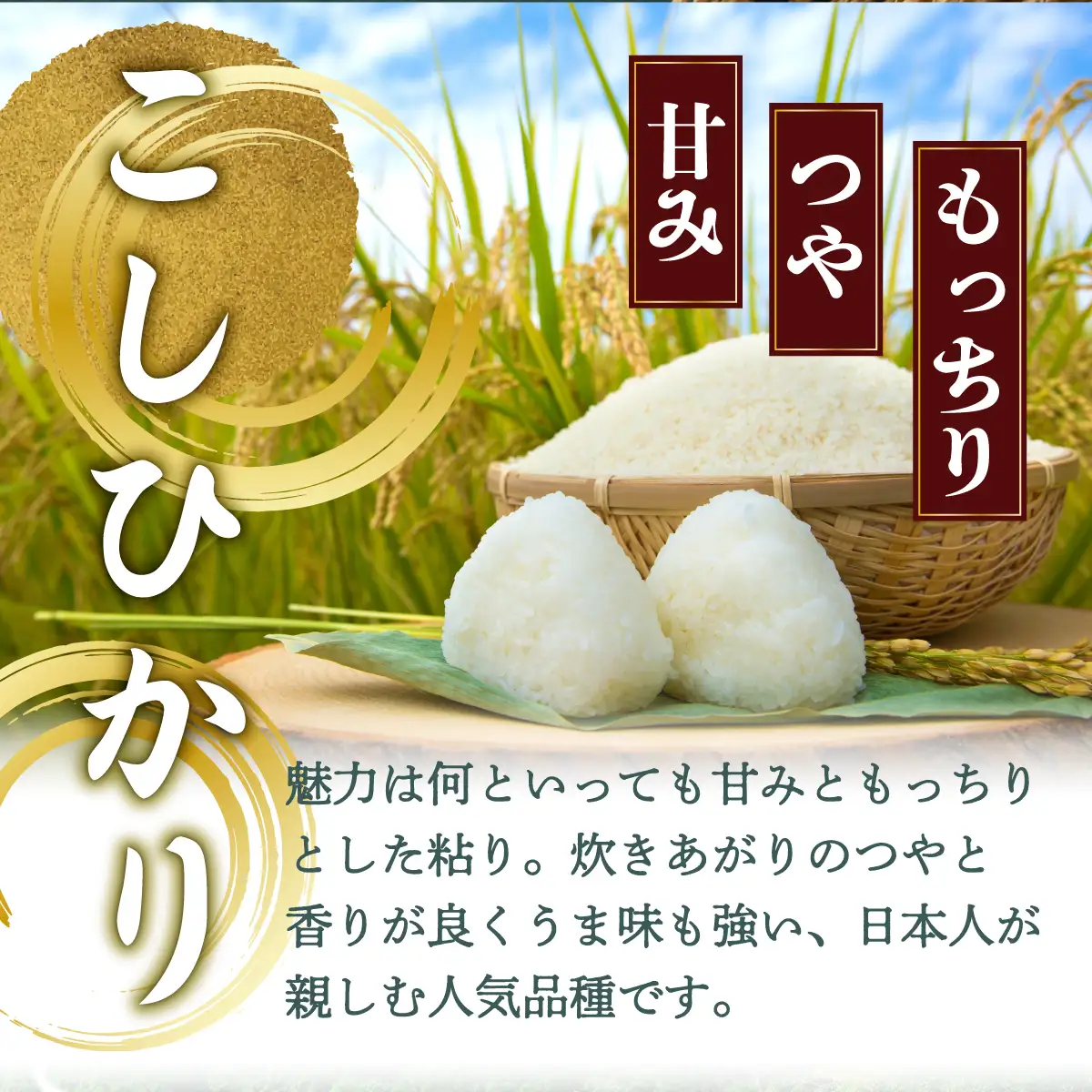＜定期便全5回＞令和8年産 野根川米5kg こしひかり 米 国産 コメ