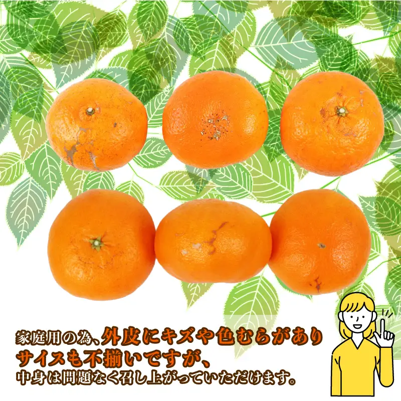 家庭用 甘平 約2.5kg コルレオファーム 先行予約 甘平 かんぺい 柑橘 みかん 蜜柑 果物 くだもの フルーツ おすすめ 国産 高級 人気 お取り寄せ グルメ 期間限定 数量限定 ご当地 国産 愛媛 宇和島 B013-145026