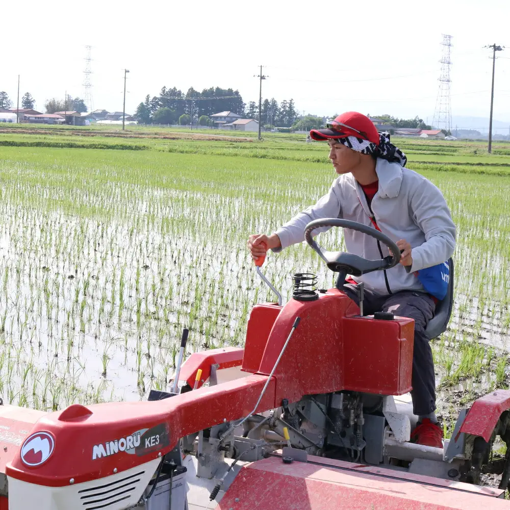 【新米予約】《 希少品種米 》 米 令和8年 宮城県産 ササシグレ ( 栽培期間中農薬・肥料不使用 ) 【 3回 定期便 】 精米 白米 5kg × 3ヶ月 （ 合計 15kg ）無農薬 ｜nt-ss05-t3-r8