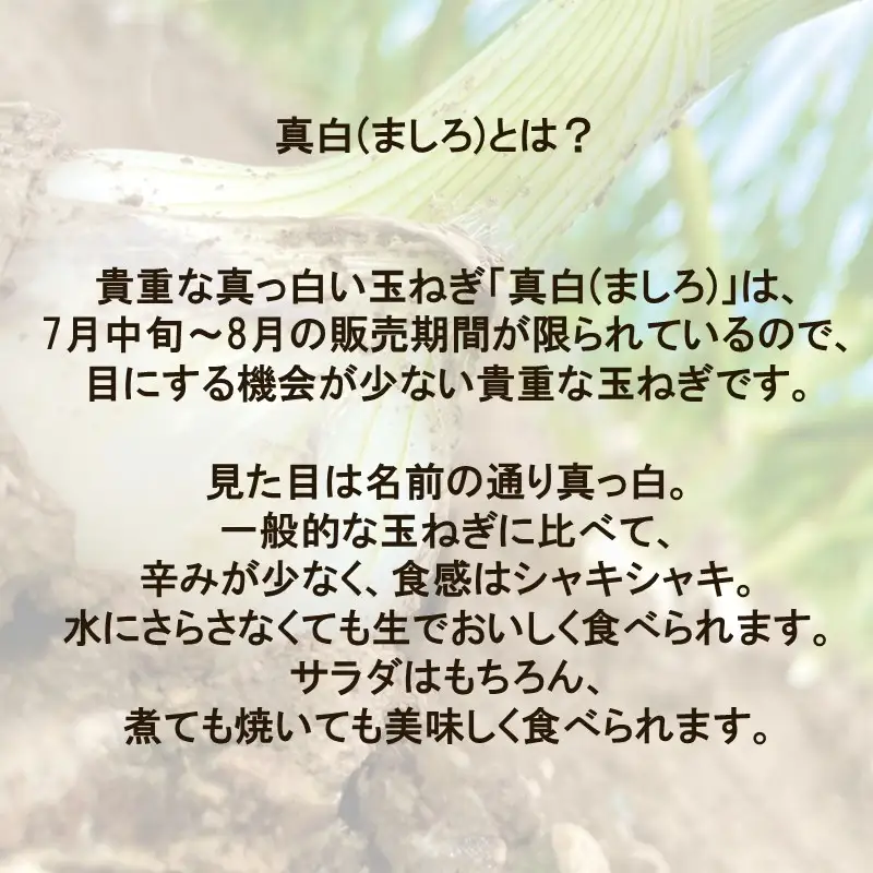 【予約：2027年8月発送】JAきたみらい産 玉ねぎ 真白 3kg ( 玉葱 たまねぎ 野菜 ましろ )【225-0002】