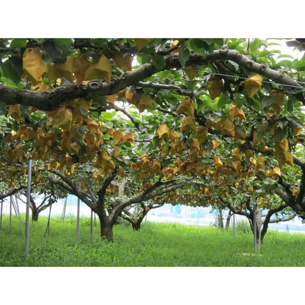 【2026年11月～12月頃の発送】山根農園 王秋 訳あり3kg　　　