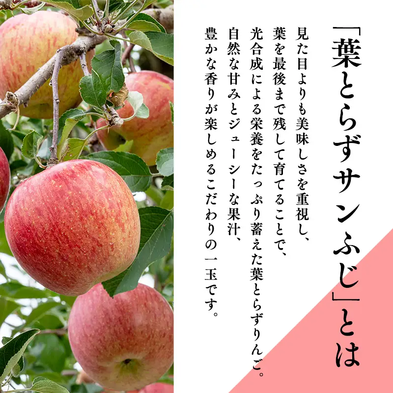 りんご  糖度選別 葉とらずサンふじ 約5kg 【hi-0001-039】