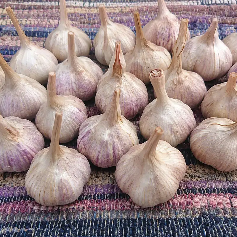 山形県 戸沢村産 最上赤にんにく 5個 約250g 国産 野菜 やさい 大蒜 ニンニク ストック 保存 自宅 家庭 F7W-0501