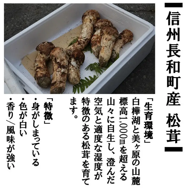 令和8年産 天然松茸 マツタケ 200g 朝採れ直送 信州長和町産 自生 産地直送 冷蔵便