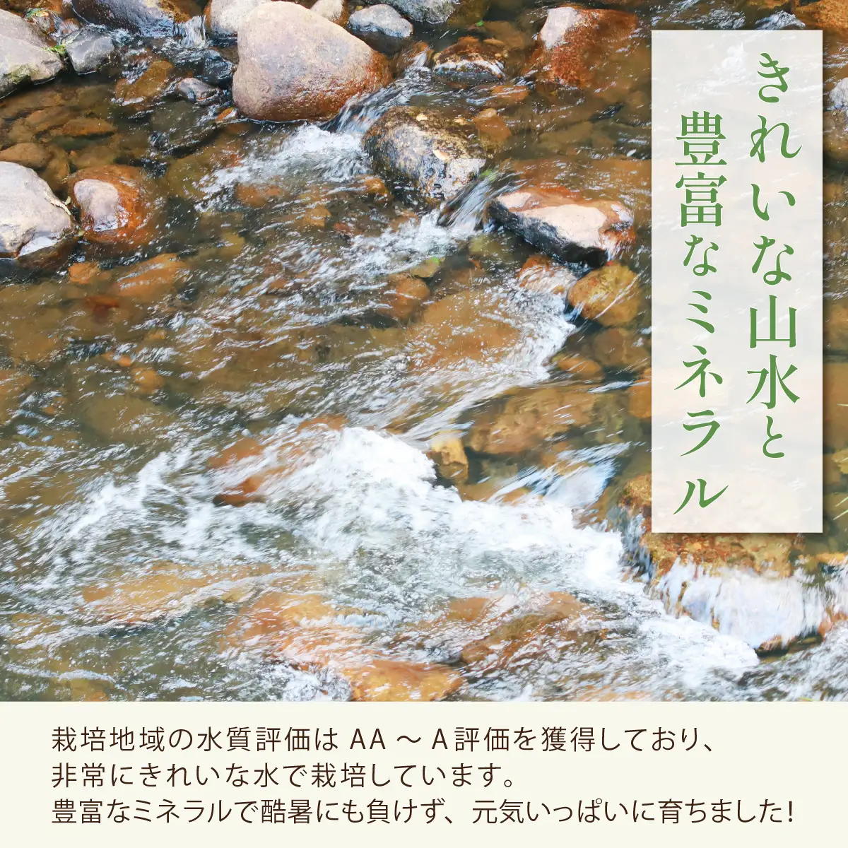 玄米 勝山産 コシヒカリ 玄米 10kg（5kg×2袋）【先行予約】