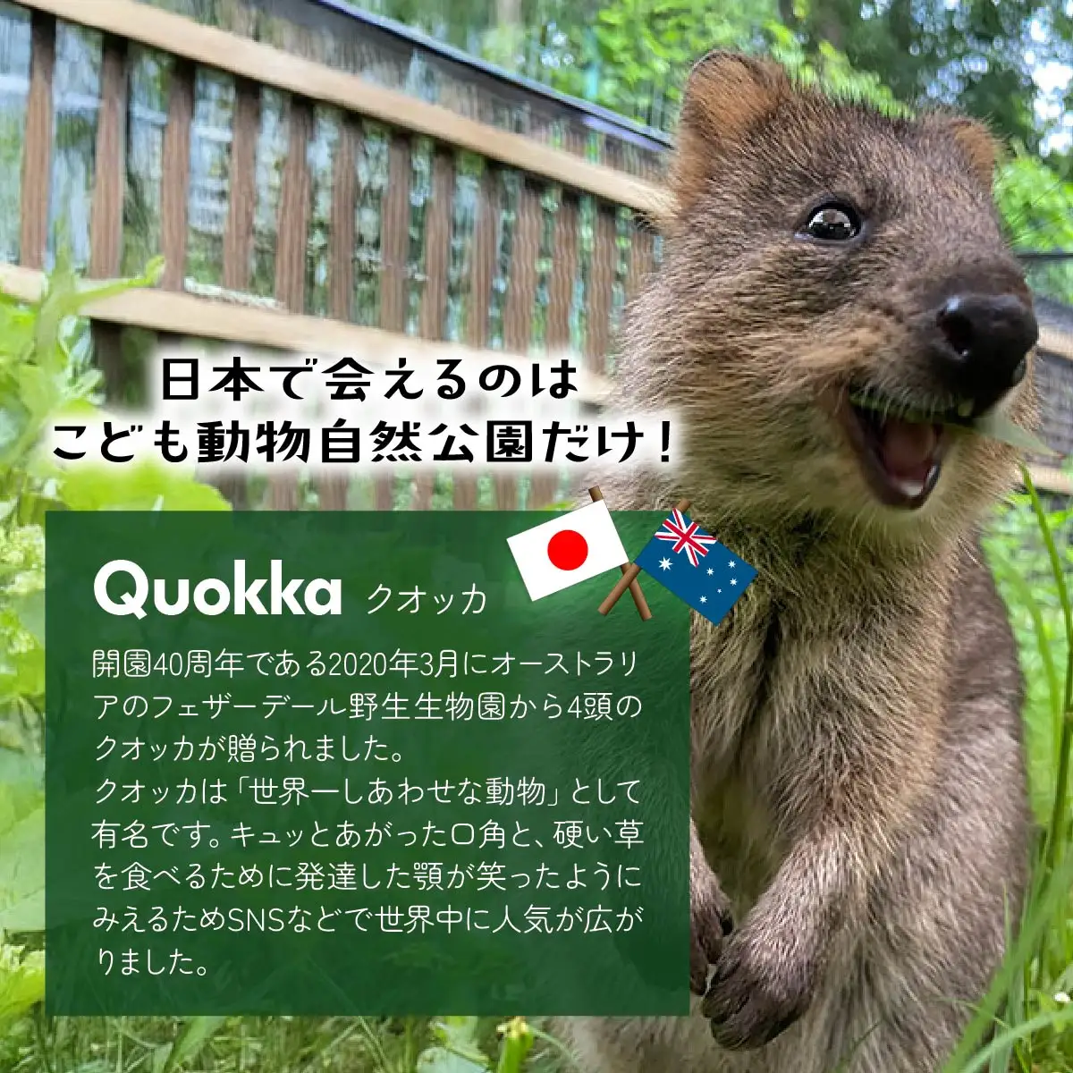 マスコット クオッカマスコット マグネット 1個 | マグネット 磁石 ぬいぐるみ クオッカ グッズ 埼玉県こども動物自然公園 埼玉県 東松山市
