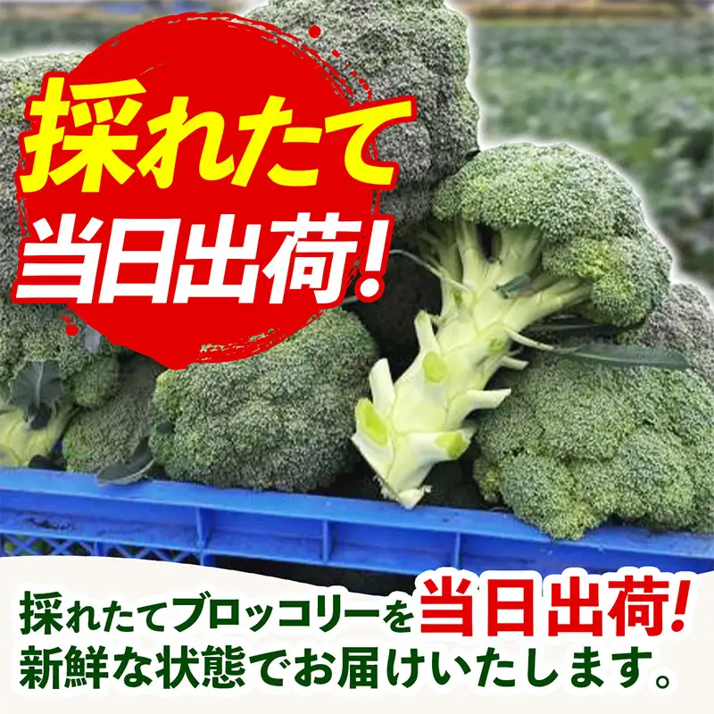 【きあり農園】2026年度 幸手市産 ブロッコリー 1箱 - 朝採れ 旬野菜 産地直送 野菜 ベジタブル 美味しい おいしい おつまみ 晩酌 サラダ 温野菜 おすすめ 送料無料 埼玉県 幸手市