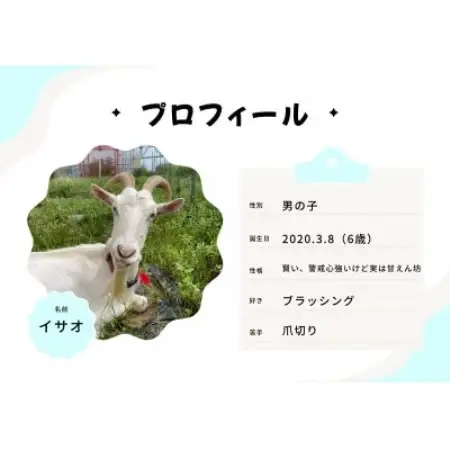 京都府与謝野町で ヤギとのふれあい体験 1名様用【1770033】