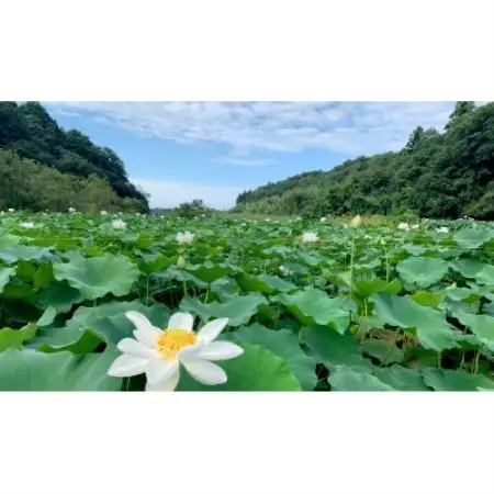 里山れんこん 2kg【配送不可地域：離島】【1771819】