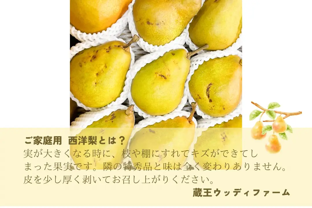 西洋梨（オーロラ）３ｋｇ　１０玉　３Ｌ　ご家庭用　0062-2603