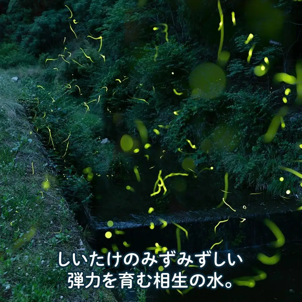 【有機】深山農園の 有機 中身美人の新鮮しいたけ ～アウトレット～750g