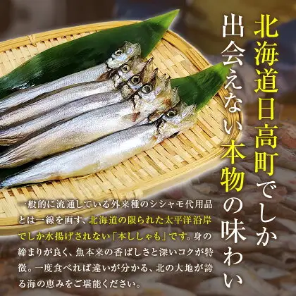 シシャモ 40匹 オス メス 石崎水産 ししゃも