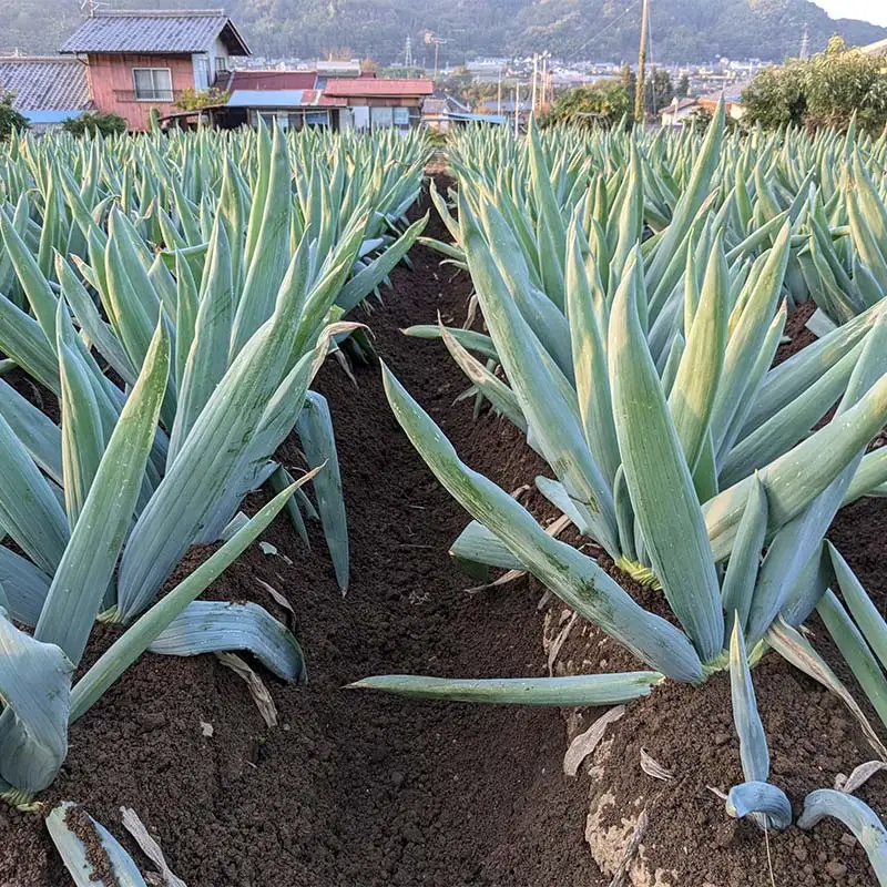 【伝統野菜】祖父母の遺志を受継いだ ながい農園の下仁田ねぎ (LLサイズ11本) 群馬県 下仁田町産 家庭用 鍋 すき焼き F21K-553