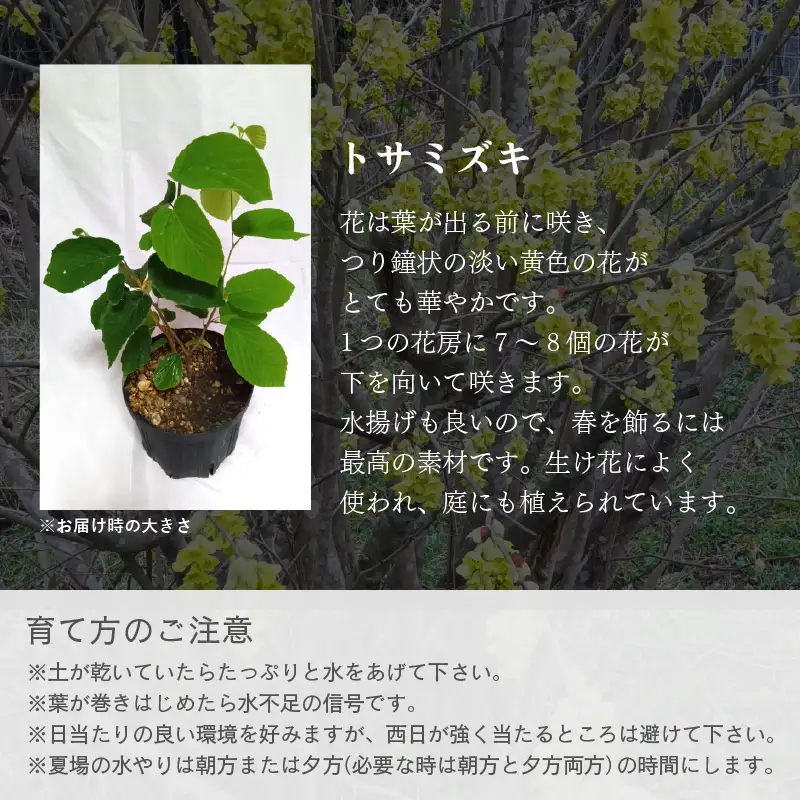 【先行予約】トサミズキ 苗木（鉢物）【2027年4月中旬以降順次発送】【とさみずき 花 フラワー】 [m47-a028]