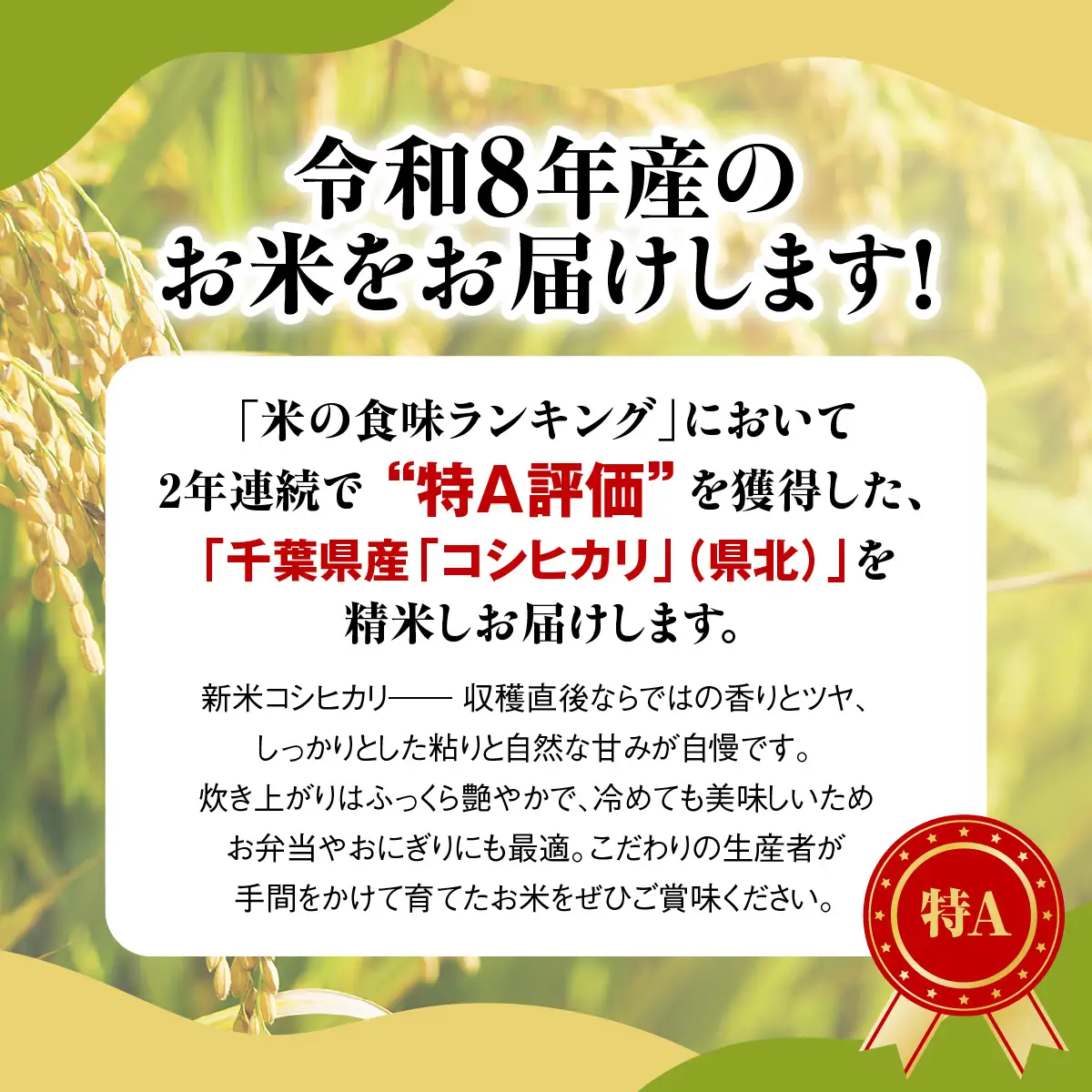 令和８年産 千葉県産コシヒカリ 精米 10kg(10kg×1袋)　MBAD010