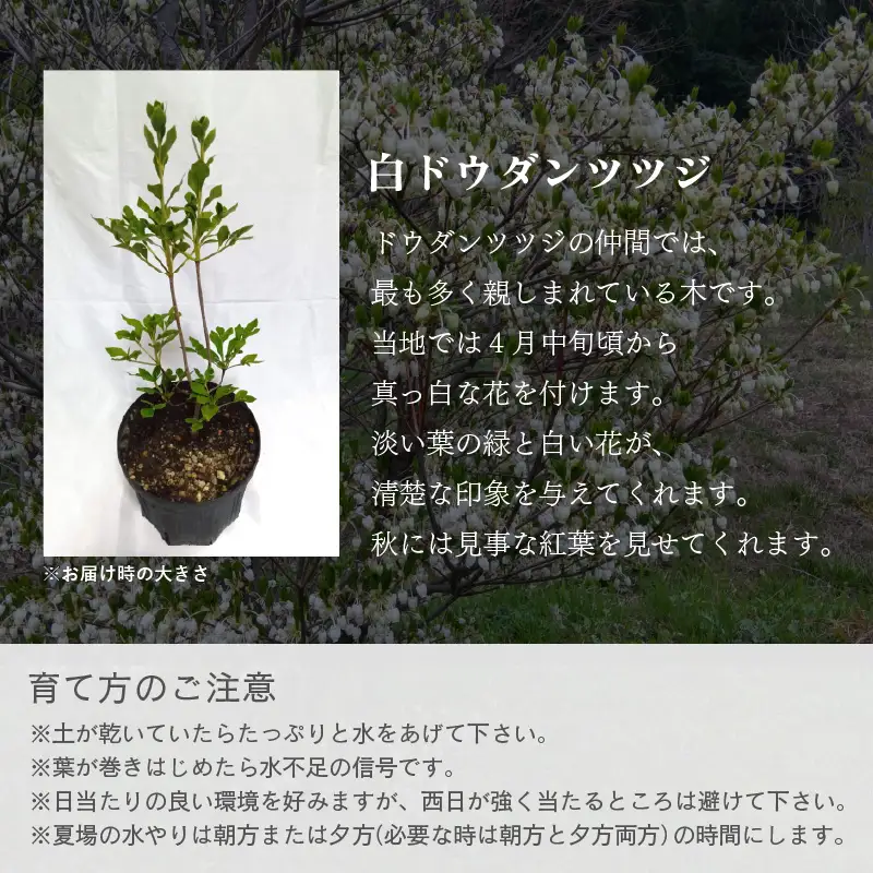 【先行予約】白ドウダンツツジ 苗木 (鉢物)【2027年4月上旬以降順次発送】【ドウダンツツジ フラワー 花 】 [m47-a029]