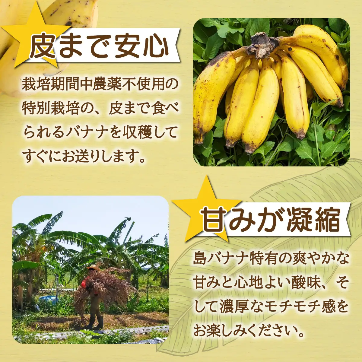 希少！皮まで食べられる特別な石垣島産 島バナナ 2房 | ふるさと納税 沖縄県石垣市 沖縄 石垣市 石垣島 希少 無農薬 バナナ ばなな 離島のいいもの 沖縄いいもの石垣島 OI-027