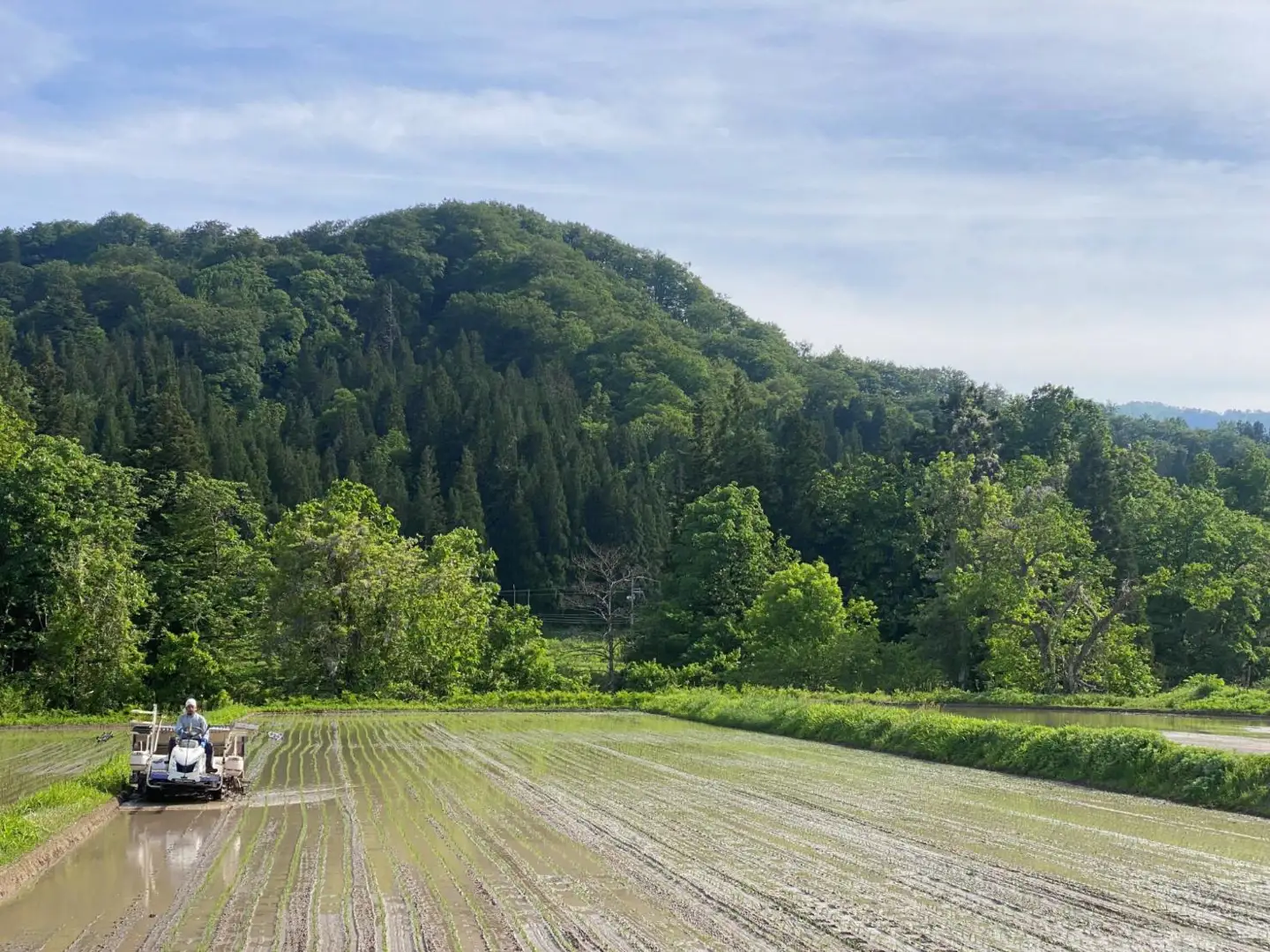 【令和８年産米 先行予約】山形県小国町産　雪若丸5kg　きせつ家