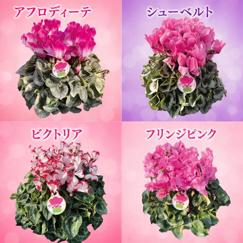 【期間限定】シクラメン 色 おまかせセット 4号×2鉢 | シクラメン