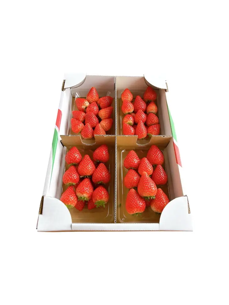 ＜先行受付＞栃木県産 とちあいか 500g(250g×２パック)| 苺 イチゴ 国産 数量限定 ブランド ふるさと納税 フルーツ 果物 ※2027年1月～発送
