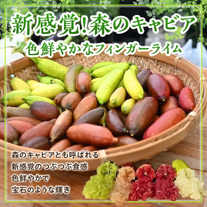 新感覚つぶつぶ食感！フィンガーライム　200ｇ（約10～18本）｜フルーツ
