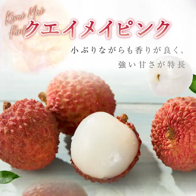 先行予約 数量限定 希少 国産 綾生ライチ「クエイメイピンク」化粧箱入り 果物 フルーツ くだもの 国産ライチ 2027年 トロピカル 南国フルーツ 冷蔵 高級 デザート ギフト 贈り物 プレゼント ご褒美 おすすめ 宮崎県 送料無料 【JA綾町】_A0114-268