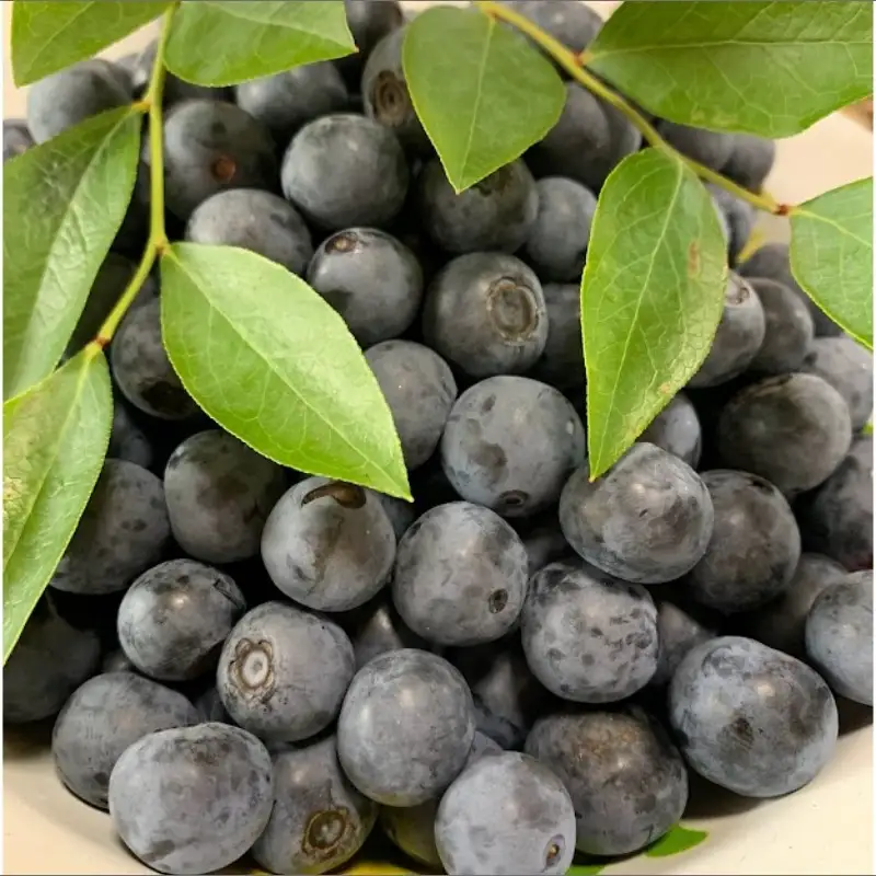 【数量限定】完熟ブルーベリー 生果 200g×2パック（栽培期間中農薬・化学肥料・除草剤不使用）（2027年7月上旬～発送）