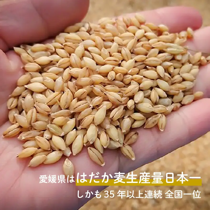 【 オートミール のように加工】 はだか麦 オルジュヌミール・ゴールド 300g | 麦 大麦 トッピング おすすめ 人気 ギフト 送料無料 愛媛 松山 【NL006】