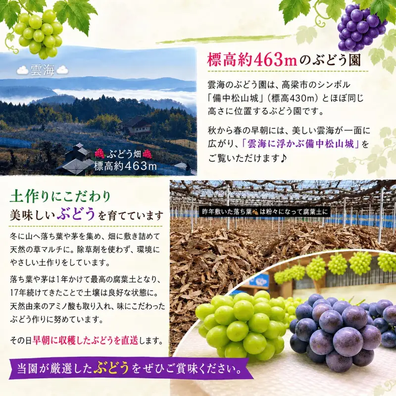 ニューピオーネ7～9房入り 約4kg コンテナ茶箱 ご家庭用 岡山県高梁市産