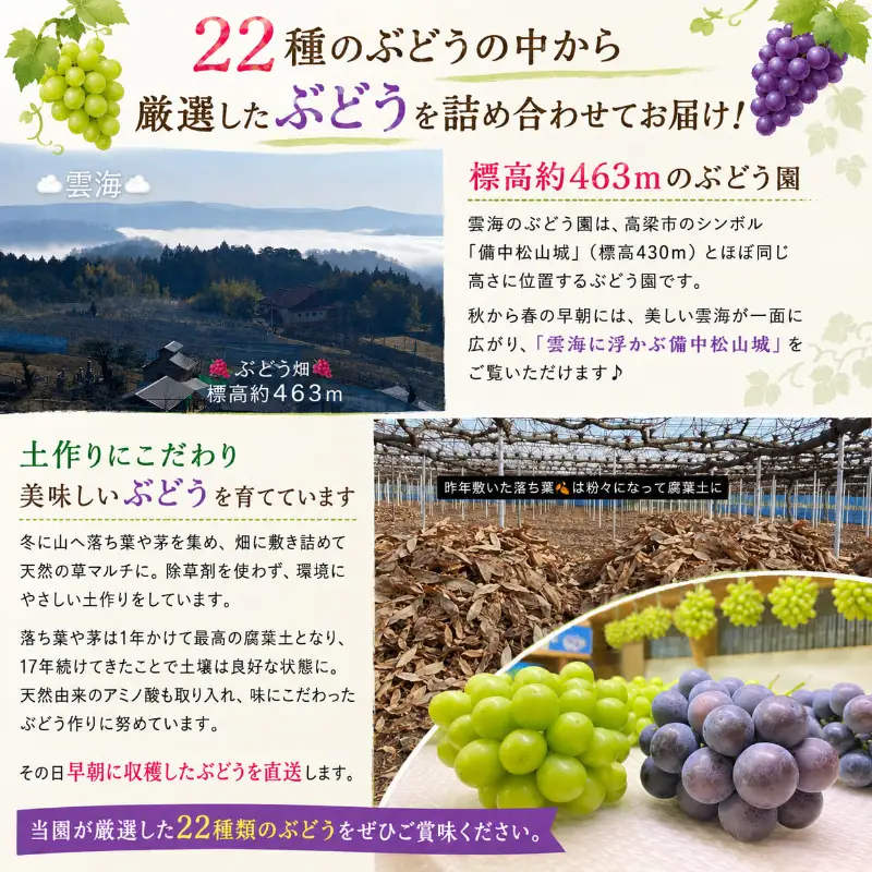 園主おまかせ！ぶどう8～9種詰め合わせセット8～9房入り 約4kg コンテナ茶箱 岡山県高梁市産