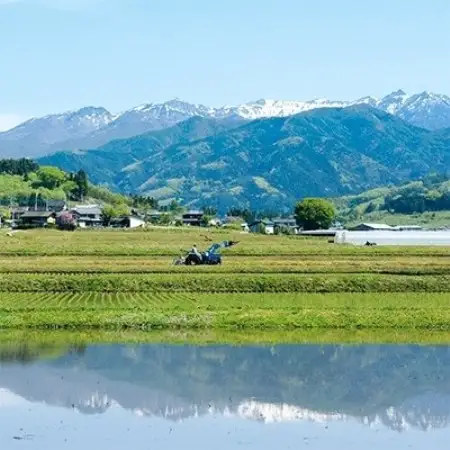 先行受付!【令和8年産】雪ほたか5kg【川場村産こしひかり】【1770777】
