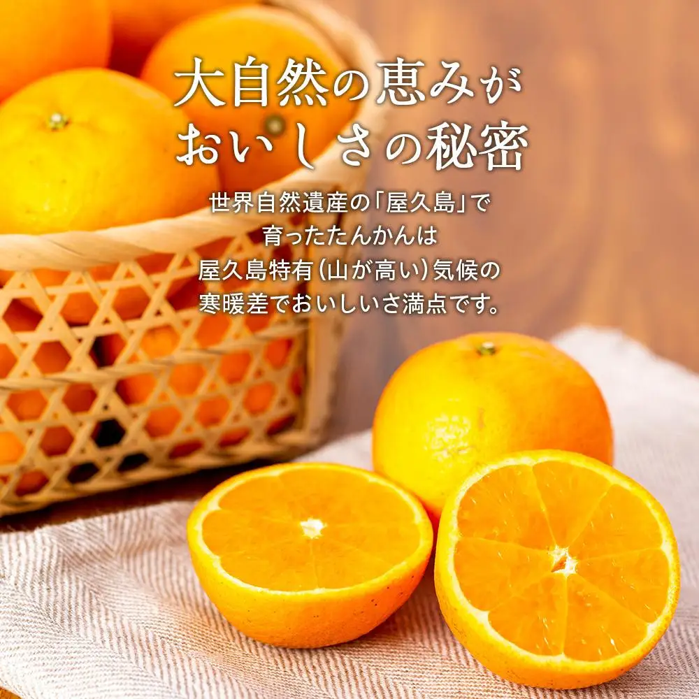 2027年発送 屋久島産たんかん 家庭用 訳あり 約3kg(S～2Lサイズ・少々キズあり)＜先行予約／数量限定＞